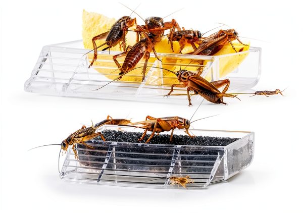 Exo Terra Cricket Care Kit for Reptiles-1